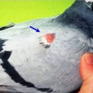 Pigeon Leg Wings and Vent Lump Treatment
  Medicine