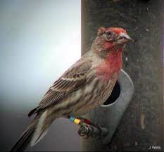 images 29