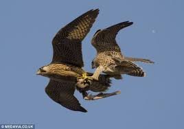 images 44